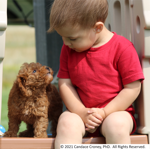 A young boy in a red shirt is seated on a platform with his hands folded in his lap.  He looks fondly down at a small curly brown dog standing next to him on the platform while the little brown dog looks back.